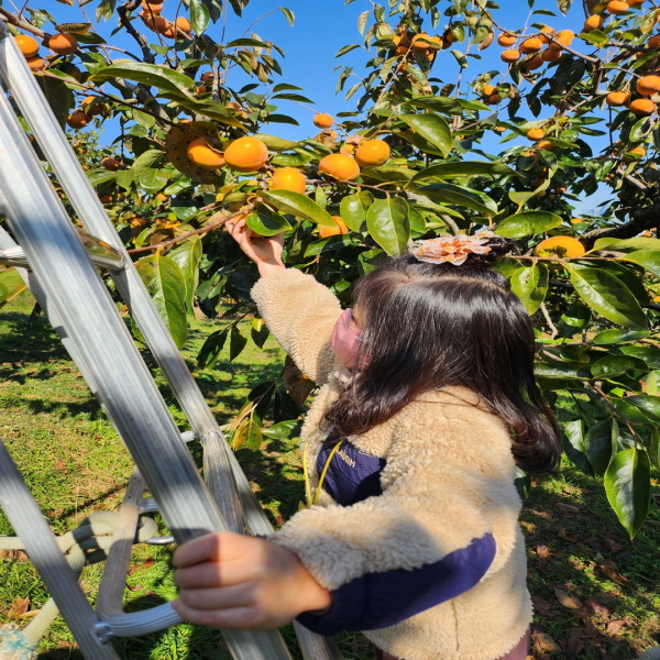 2024년 11월 상록수어린이집 감따기 체험
